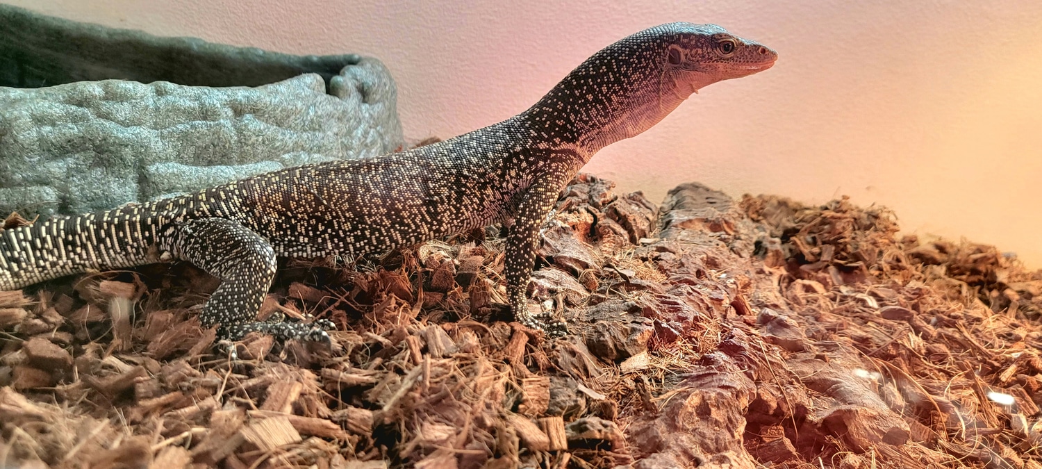 Possible Female Mangrove Monitor by LA Exotic Reptiles - MorphMarket