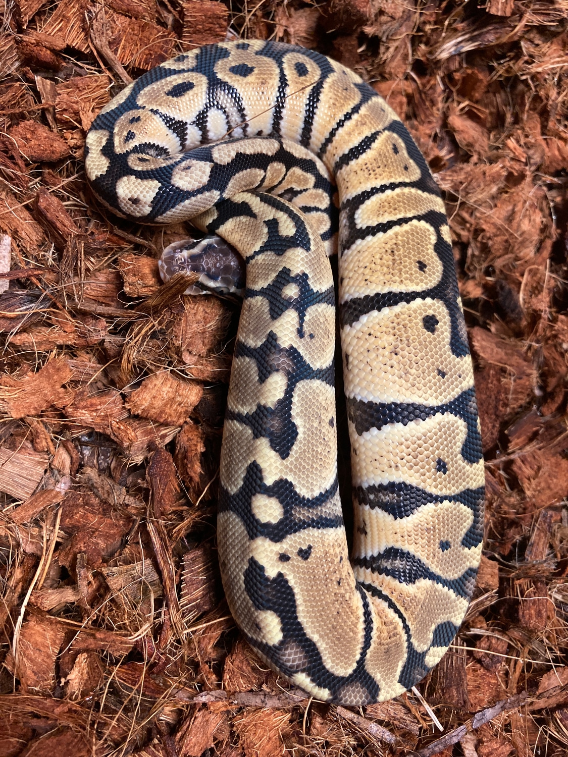 Pastel Ball Python by Lake County Reptiles MorphMarket