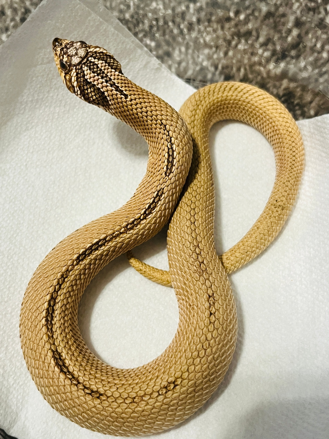 Artic Super Conda Pos Het Coral PAIR Western Hognose by Project Exotics