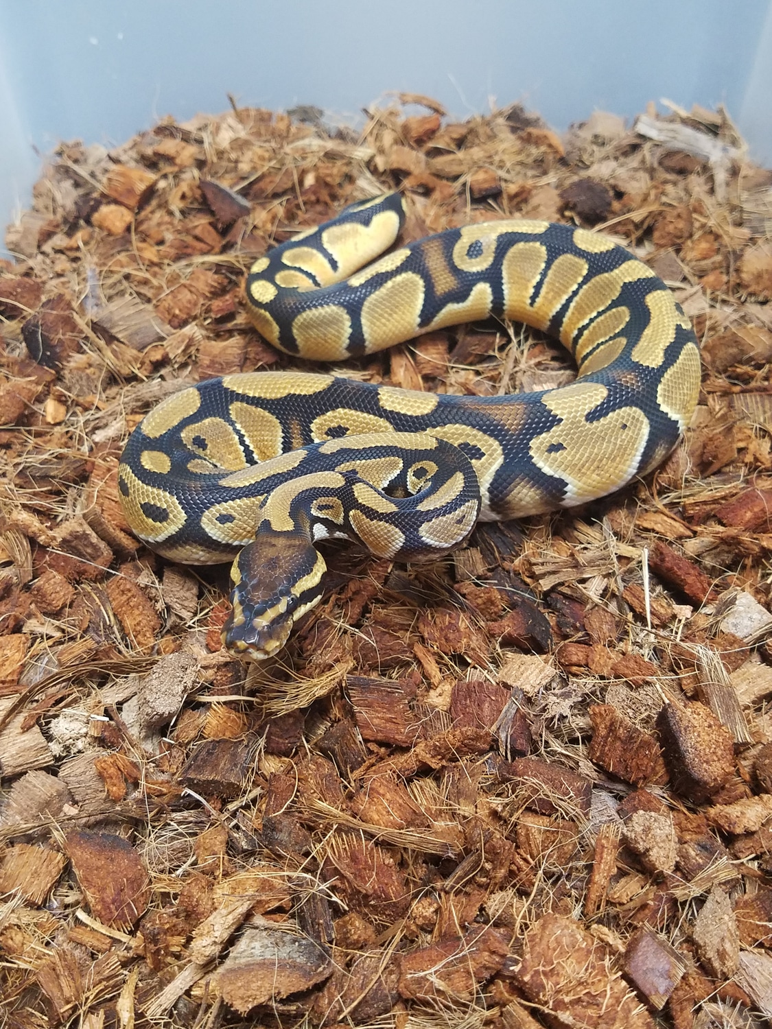 Enchi Orange Dream Ball Python by 1st Class Pythons - MorphMarket