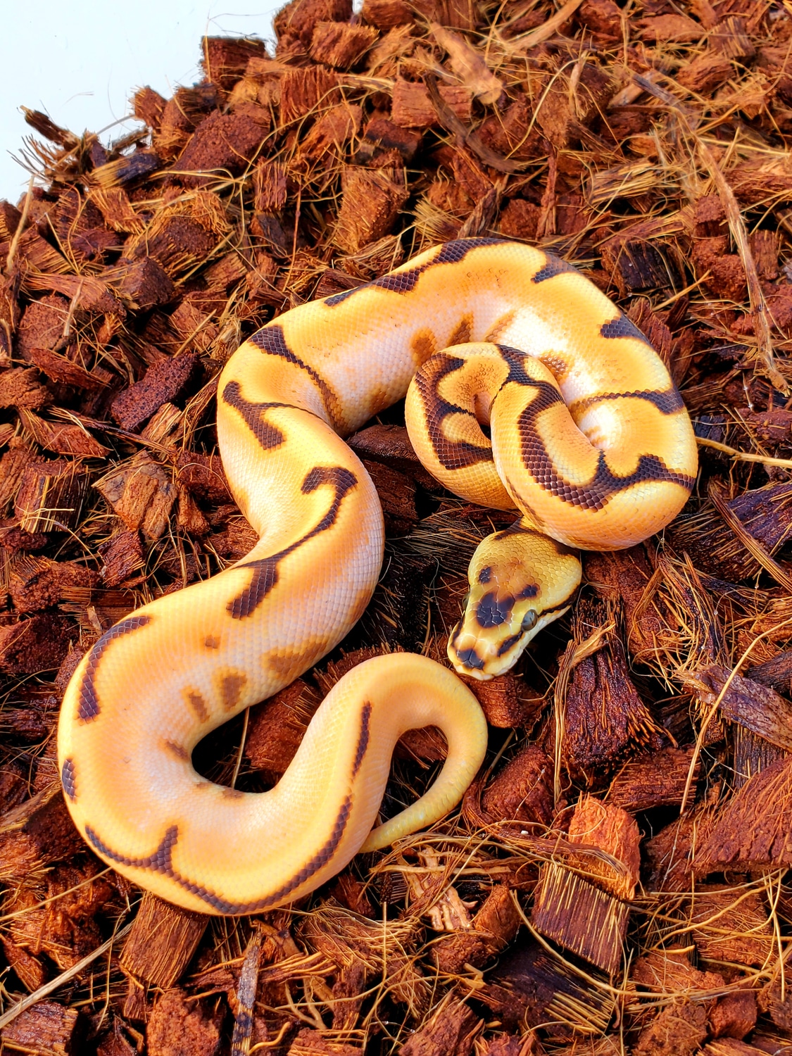 Orange Dream Yellow Belly Spider Enchi Cinnamon Ball Python by 1st