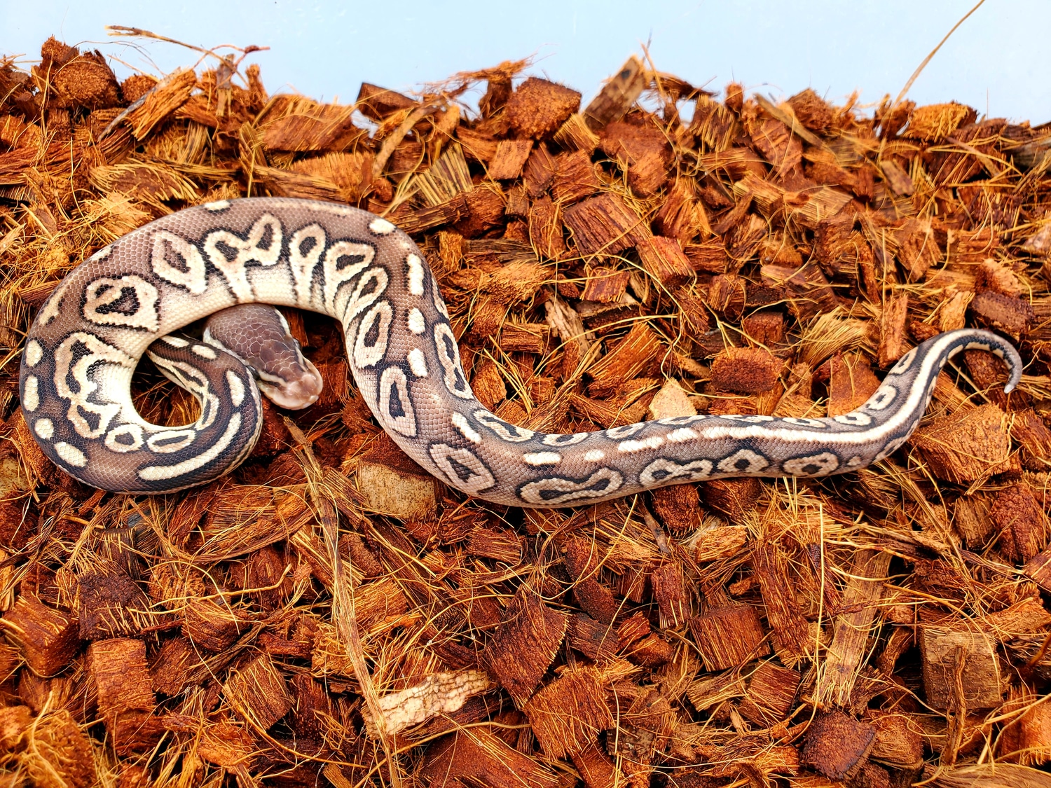 Cinnamon Pastel Ball Python by 1st Class Pythons - MorphMarket