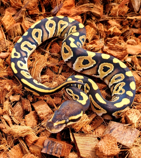 Phantom Ball Python by 1st Class Pythons