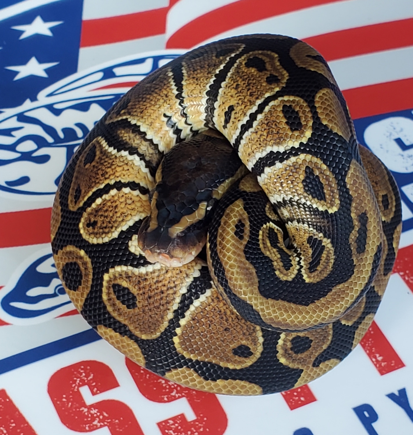 Normal Ball Python by 1st Class Pythons - MorphMarket
