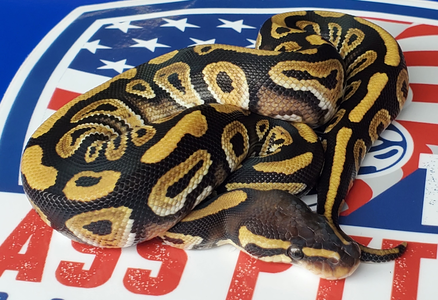 Mystic Ball Python by 1st Class Pythons - MorphMarket