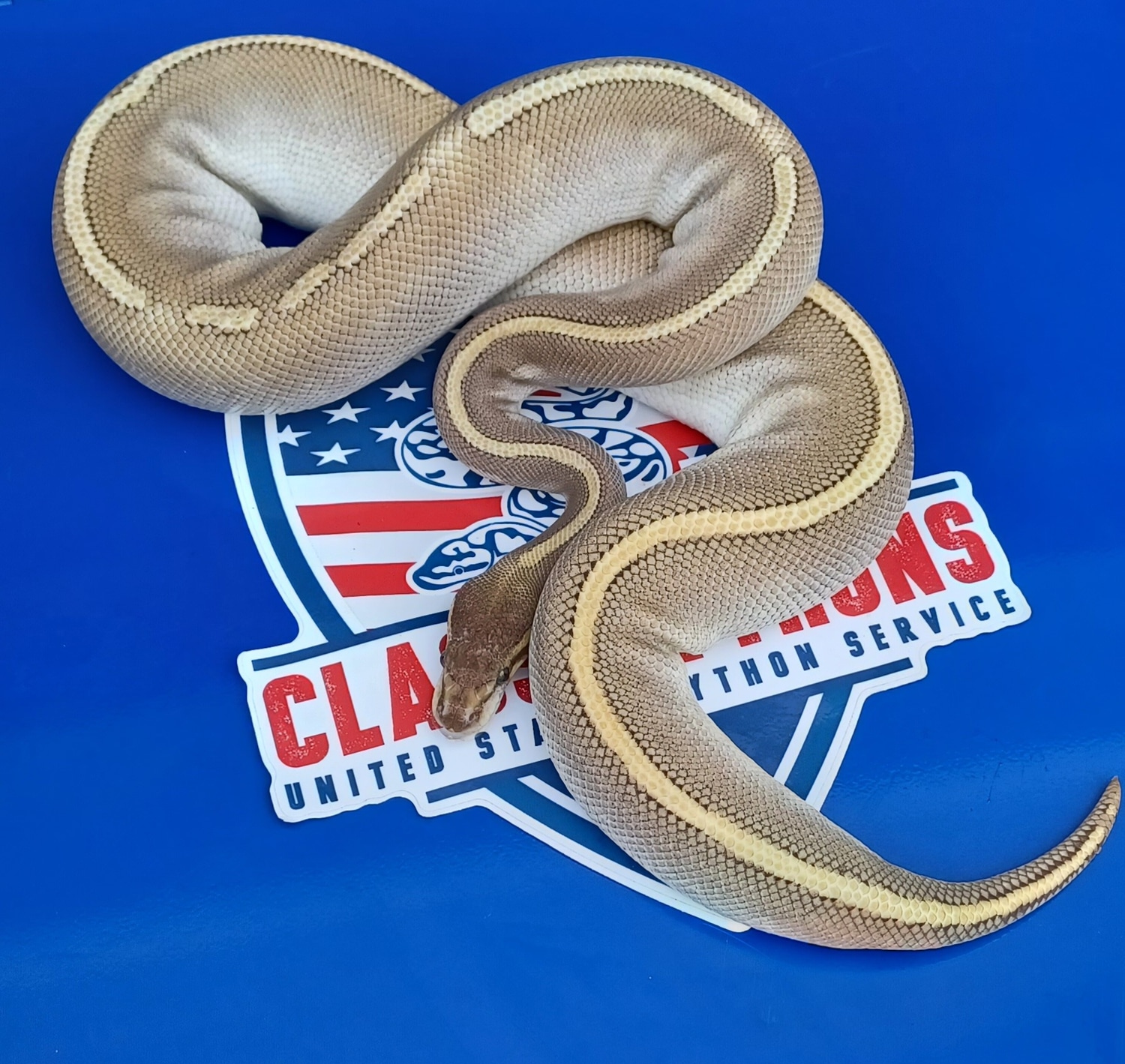 Mojave Phantom Female Ball Python by 1st Class Pythons MorphMarket
