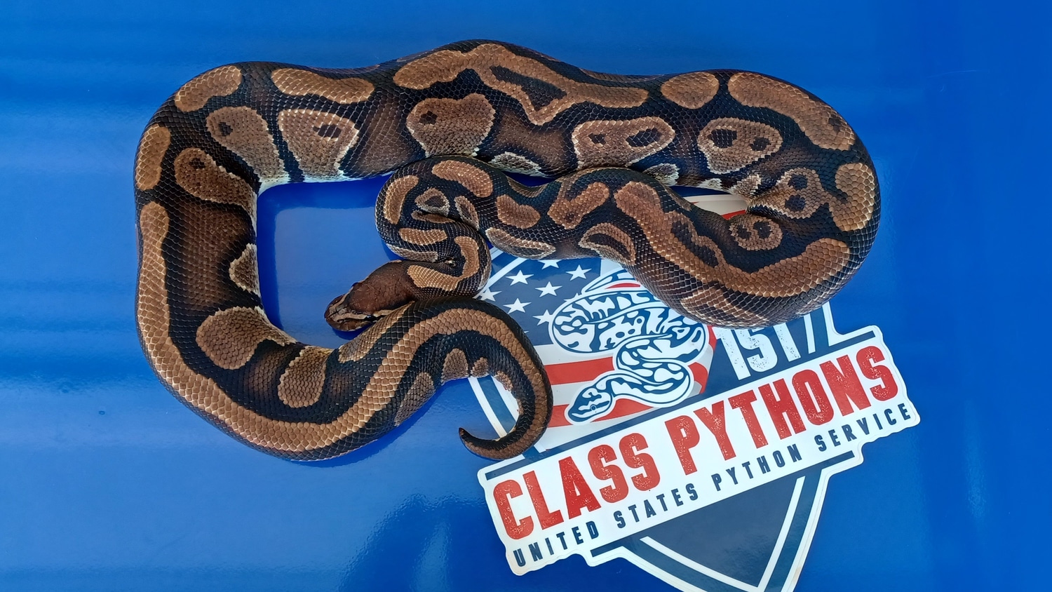 Arroyo Ball Python by 1st Class Pythons - MorphMarket