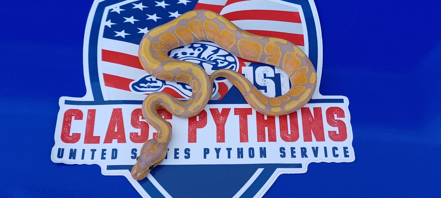 Banana Ball Python by 1st Class Pythons MorphMarket