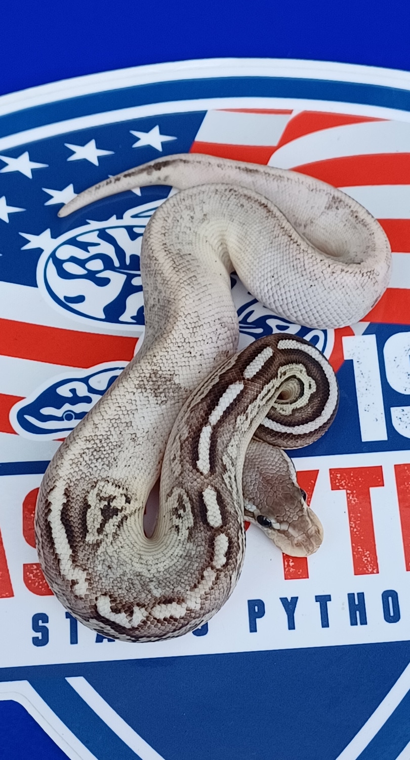Mota Cinnamon Super Pastel 100% Het Pied 50% Het Hypo Ball Python by ...