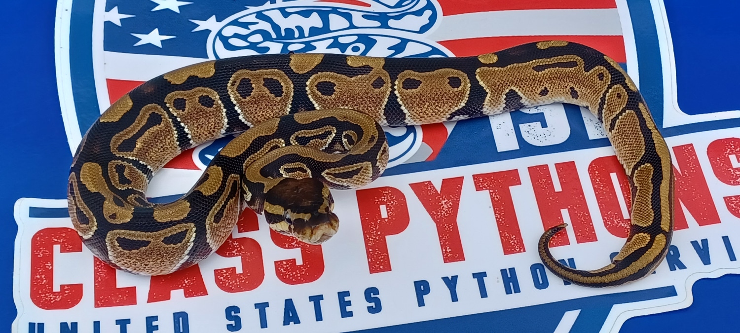 Normal Het Pied Ball Python by 1st Class Pythons - MorphMarket