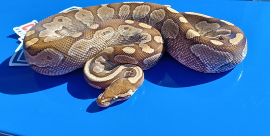 Butter Ball Python by 1st Class Pythons