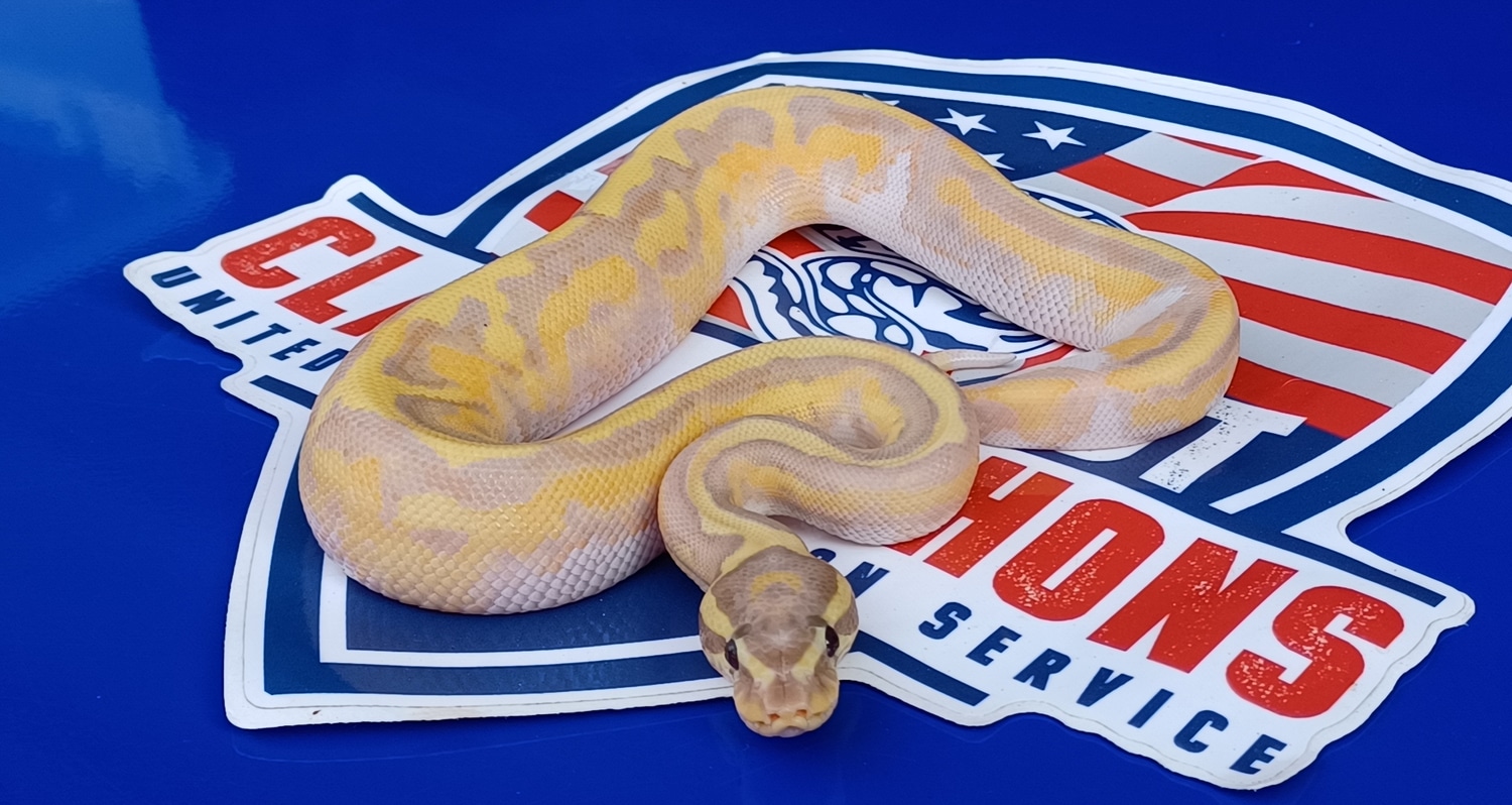 Banana Hypo Pied Ball Python by 1st Class Pythons MorphMarket