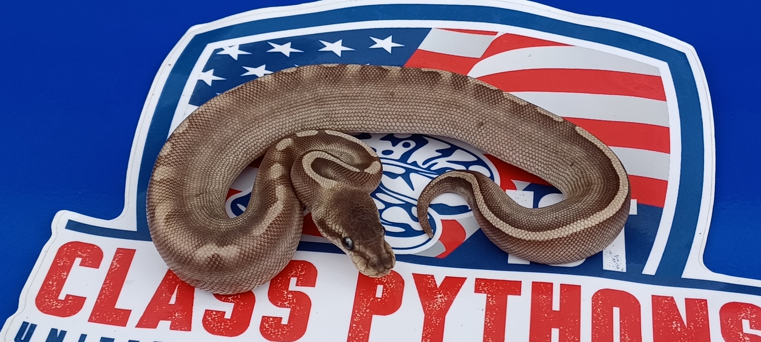 GHI Cinnamon Butter Ball Python by 1st Class Pythons - MorphMarket