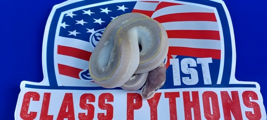 Phantom Mojave Ball Python by 1st Class Pythons
