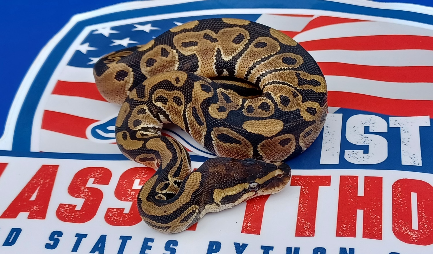 Double Het Hypo/Pied Ball Python by 1st Class Pythons MorphMarket