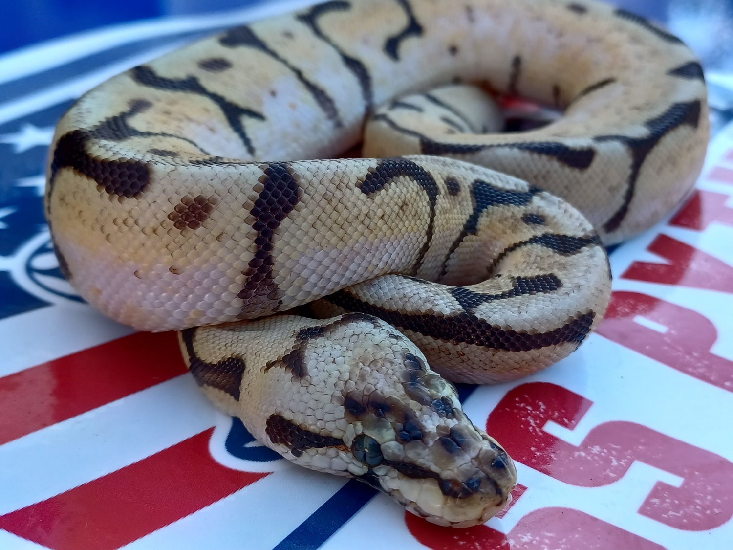 Bumblebee 100% Het Pied 100% Het Hypo Ball Python by 1st Class Pythons ...