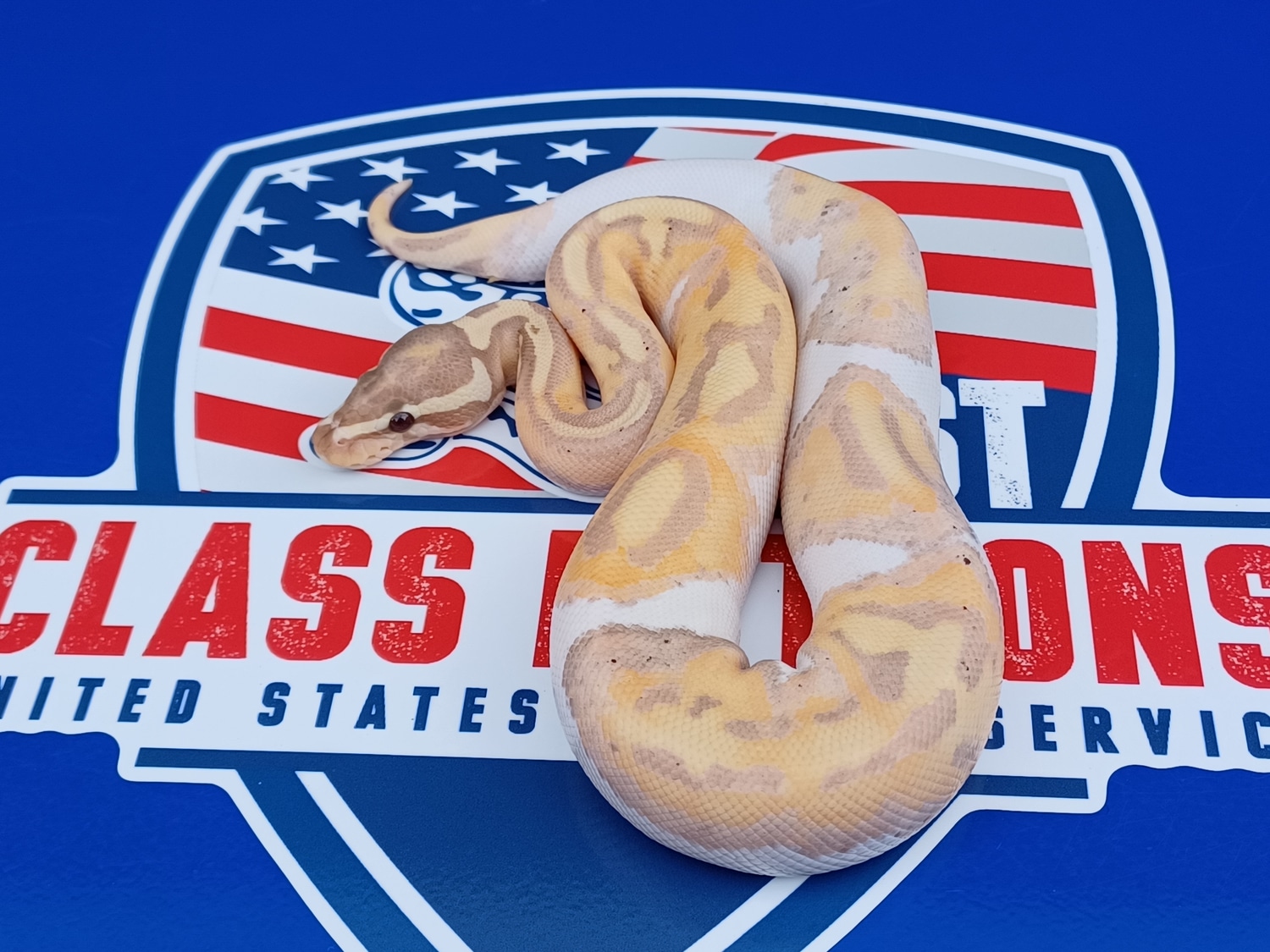 2022 Male Banana Hypo Pied Ball Python by 1st Class Pythons MorphMarket