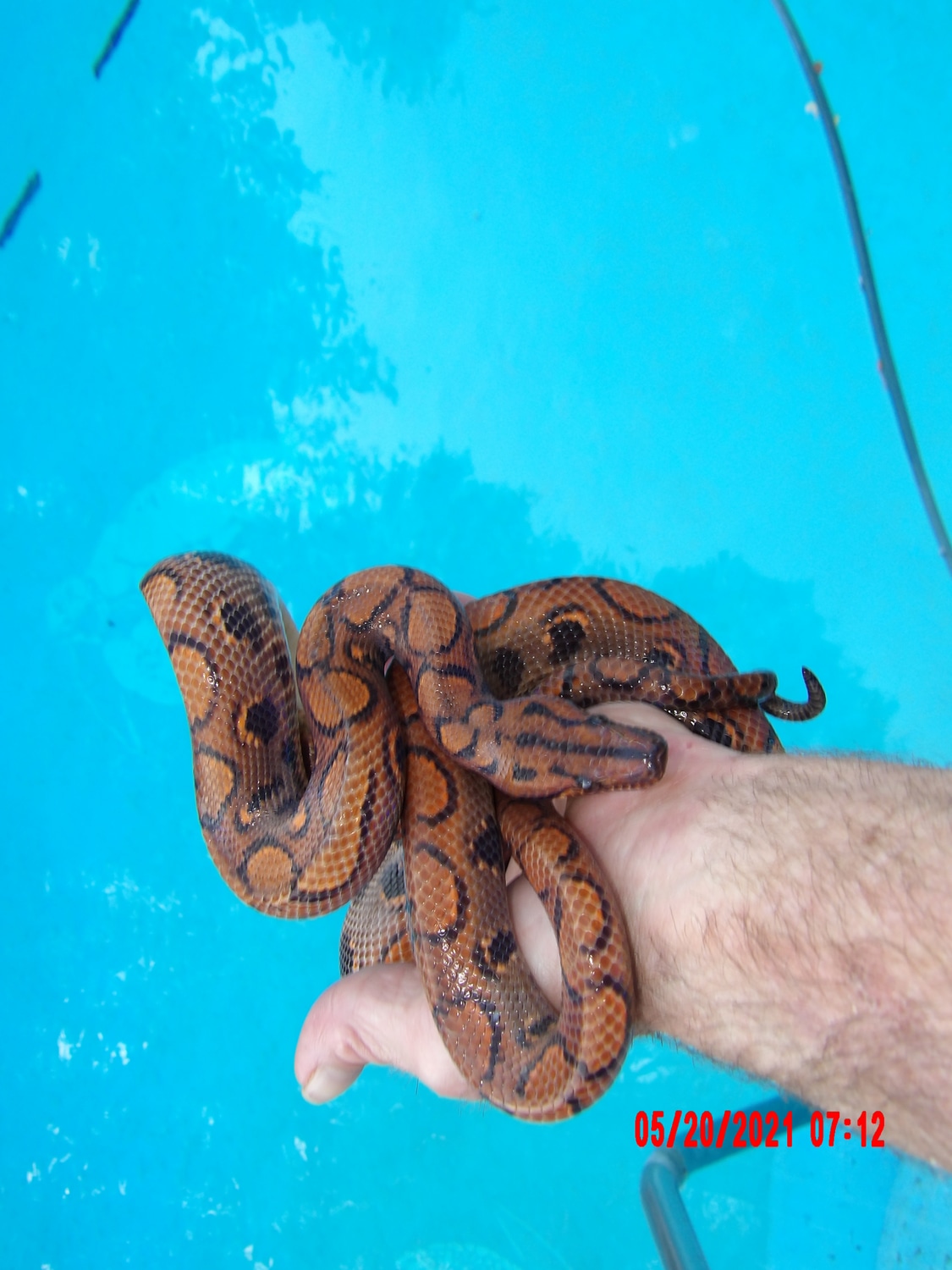 MALE Brazilian Rainbow Boa by Hansen's Reptile House MorphMarket