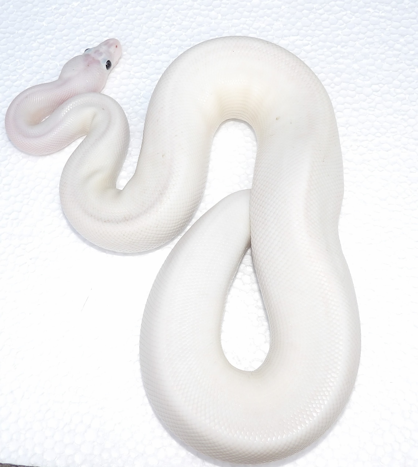 Super Fire Ball Python by Hansen's Reptile House - MorphMarket