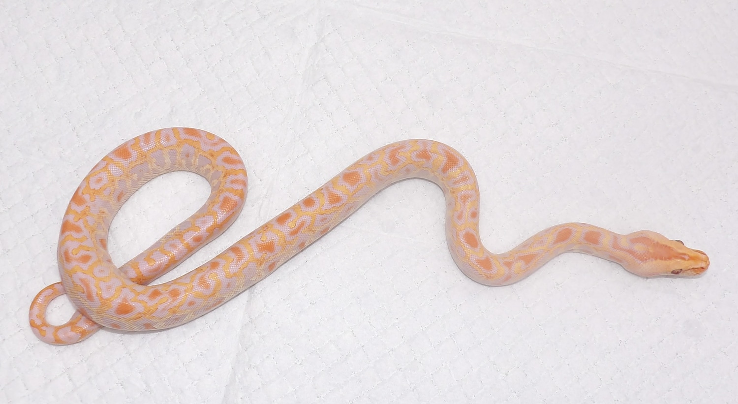 Albino 100% Het Granite Burmese Python by Hansen's Reptile House ...