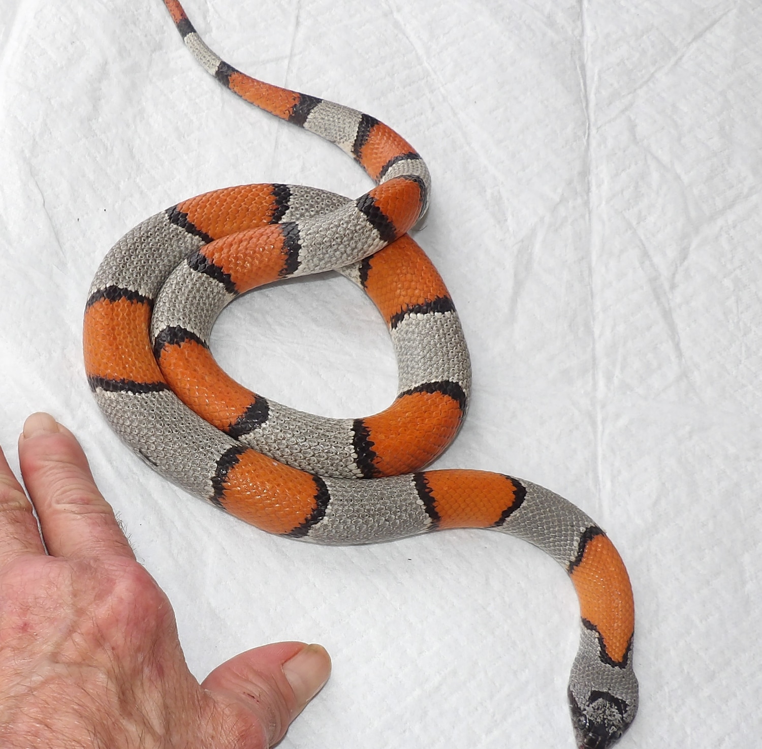 Black Gap Rd Graybanded Kingsnake by Hansen's Reptile House MorphMarket