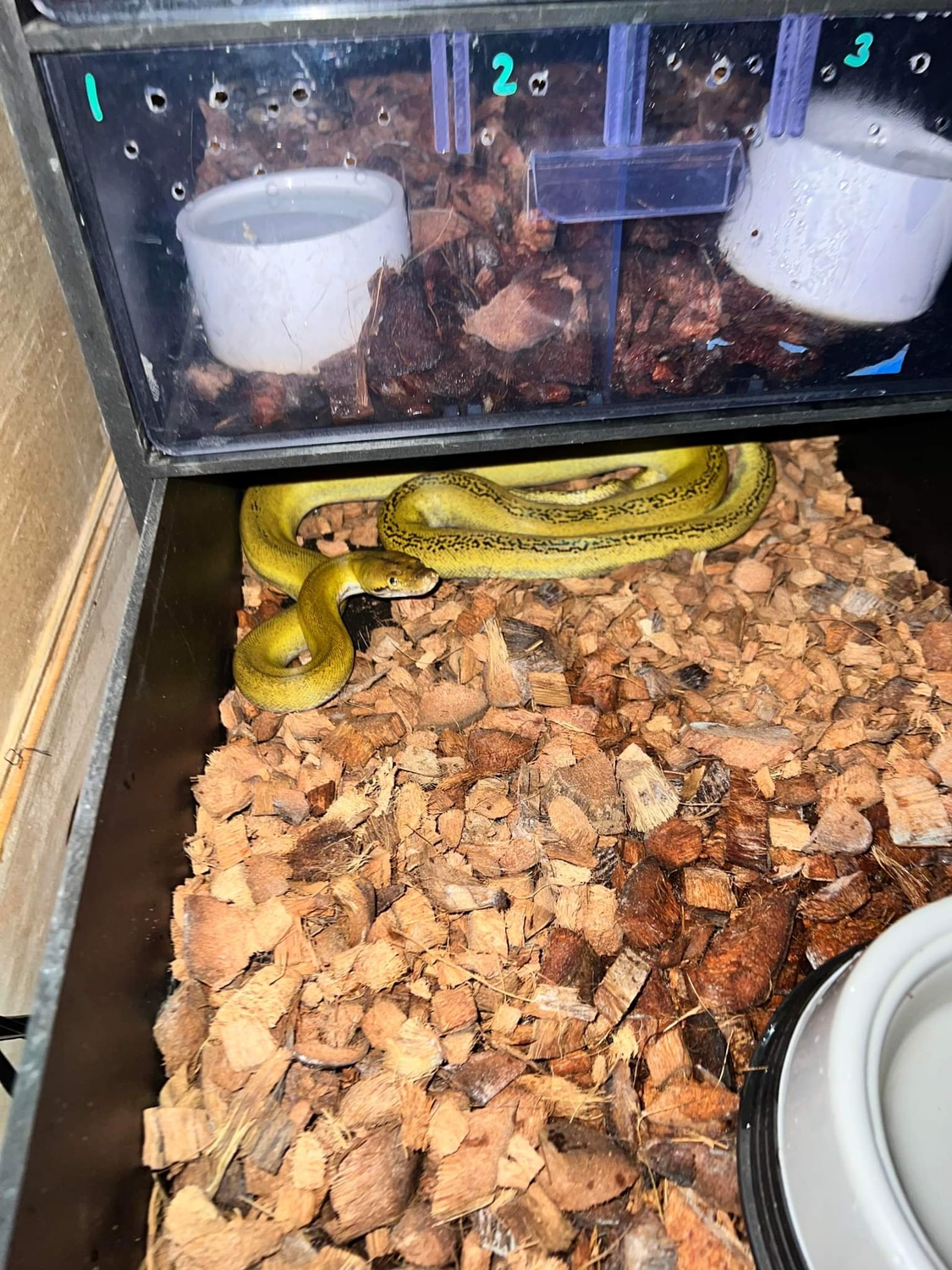 Platinum GC Reticulated Python by Moes retics - MorphMarket