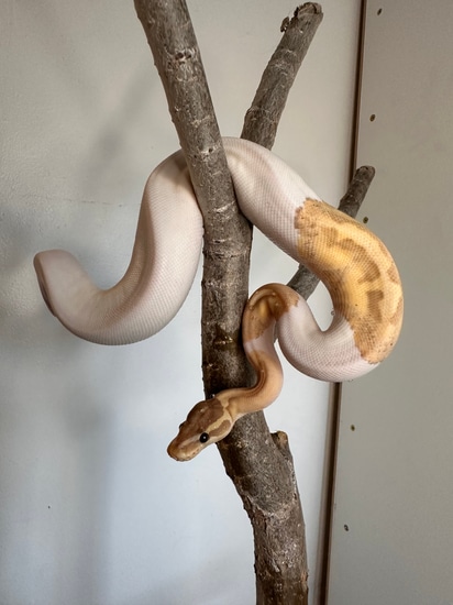 Banana Yellow Belly Pie Bald Ball Python by Hoggin around exotics