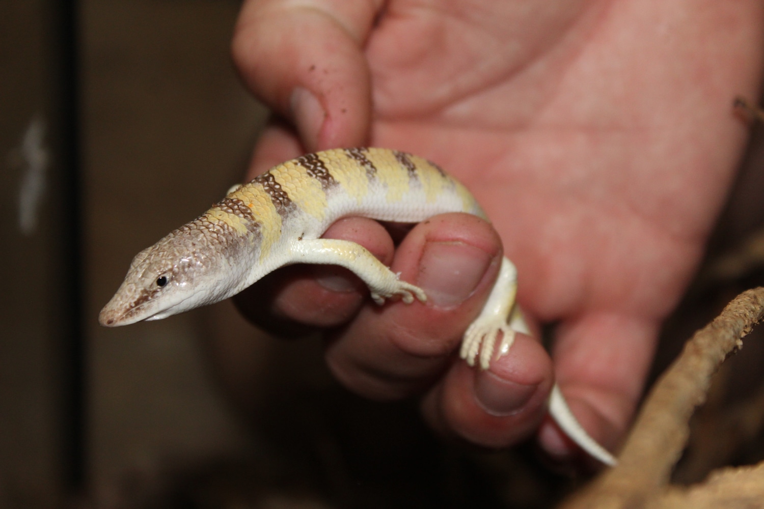 Sandfish Skink Other Skink by Land to Sea Exotics MorphMarket