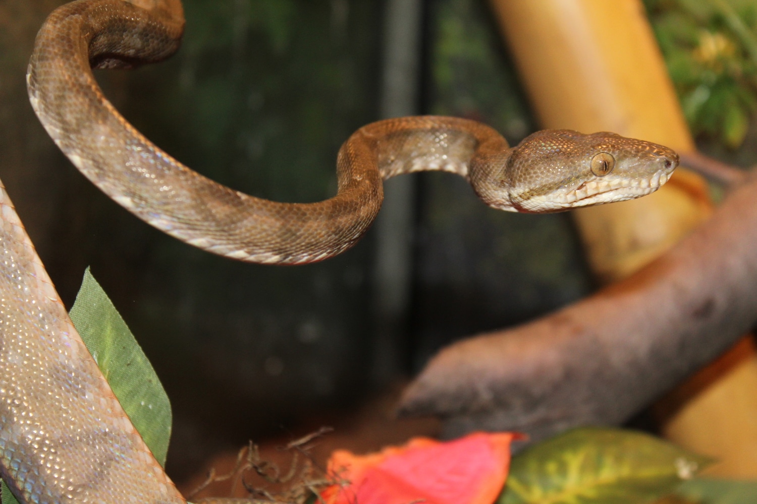 Garden Phase Amazon Tree Boa by Land to Sea Exotics MorphMarket