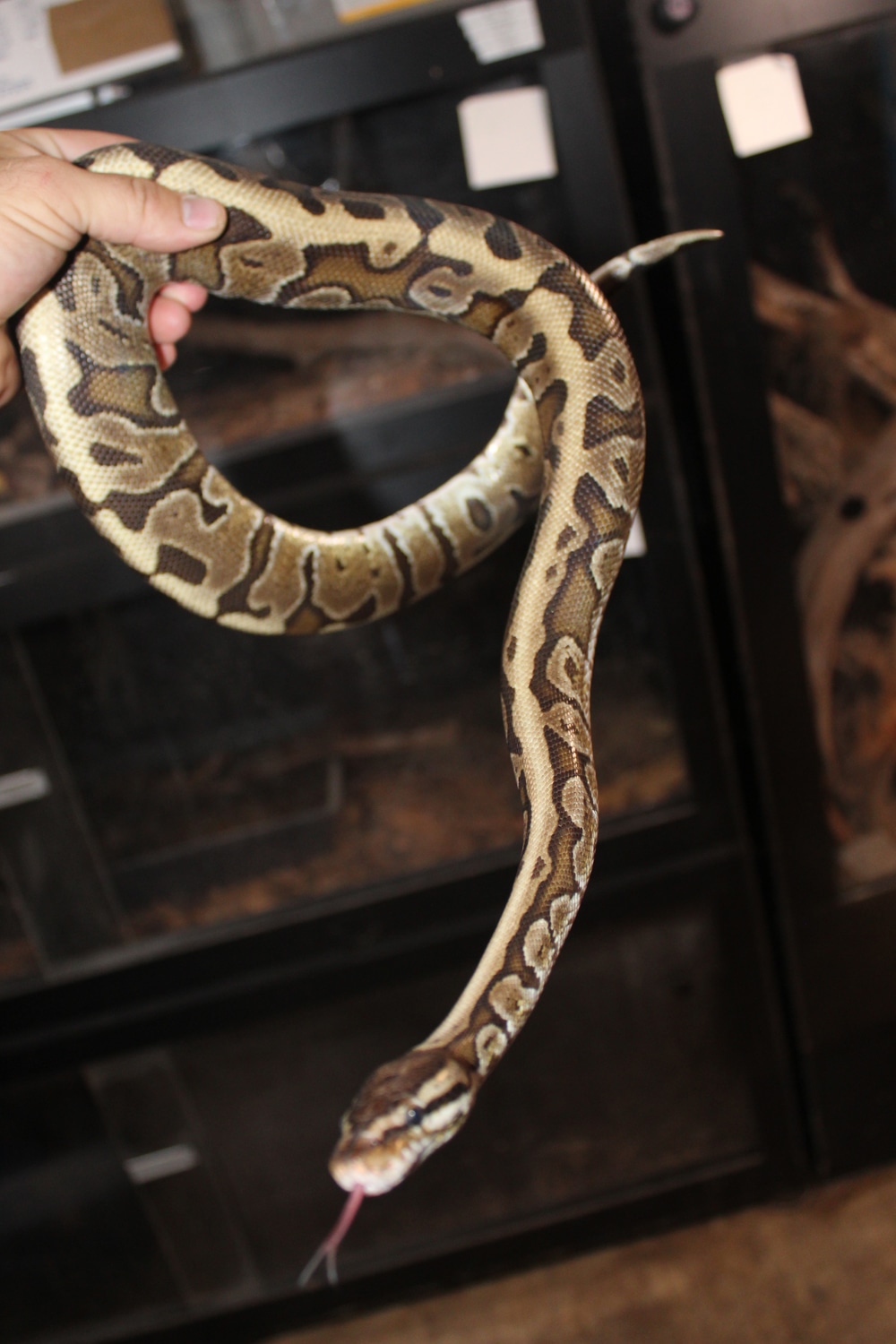 Hidden Gene Woma Ball Python by Land to Sea Exotics - MorphMarket