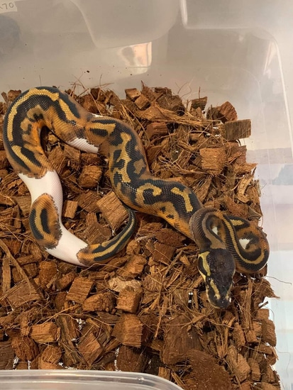 Piedbald Ball Python by LanhamPythons