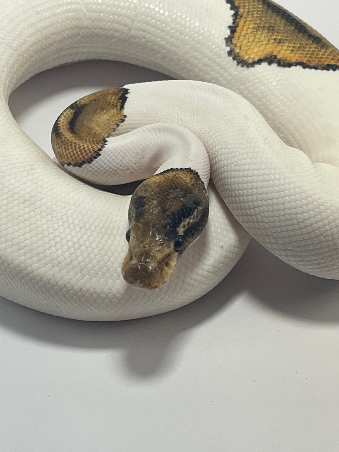 Pinto Ball Python Pinto Pied Ball Python by Diesel Pythons - MorphMarket