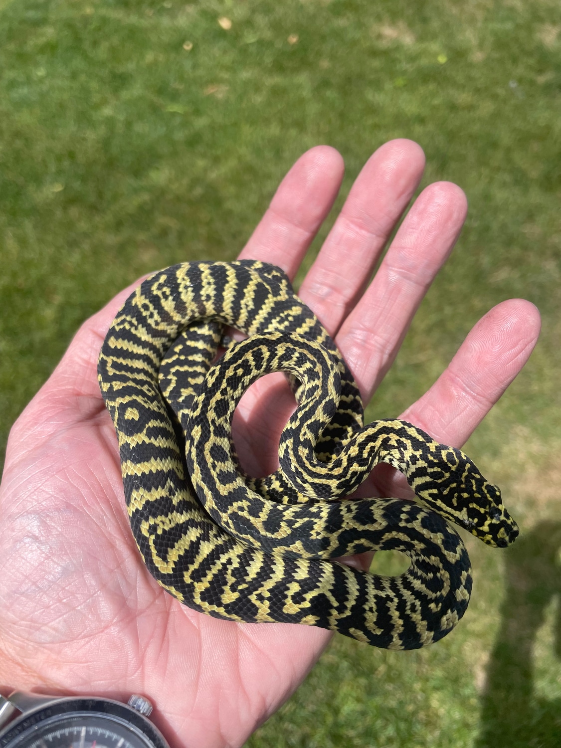 AAR Zebra/WOW Jungle Carpet Python by Diesel Pythons MorphMarket