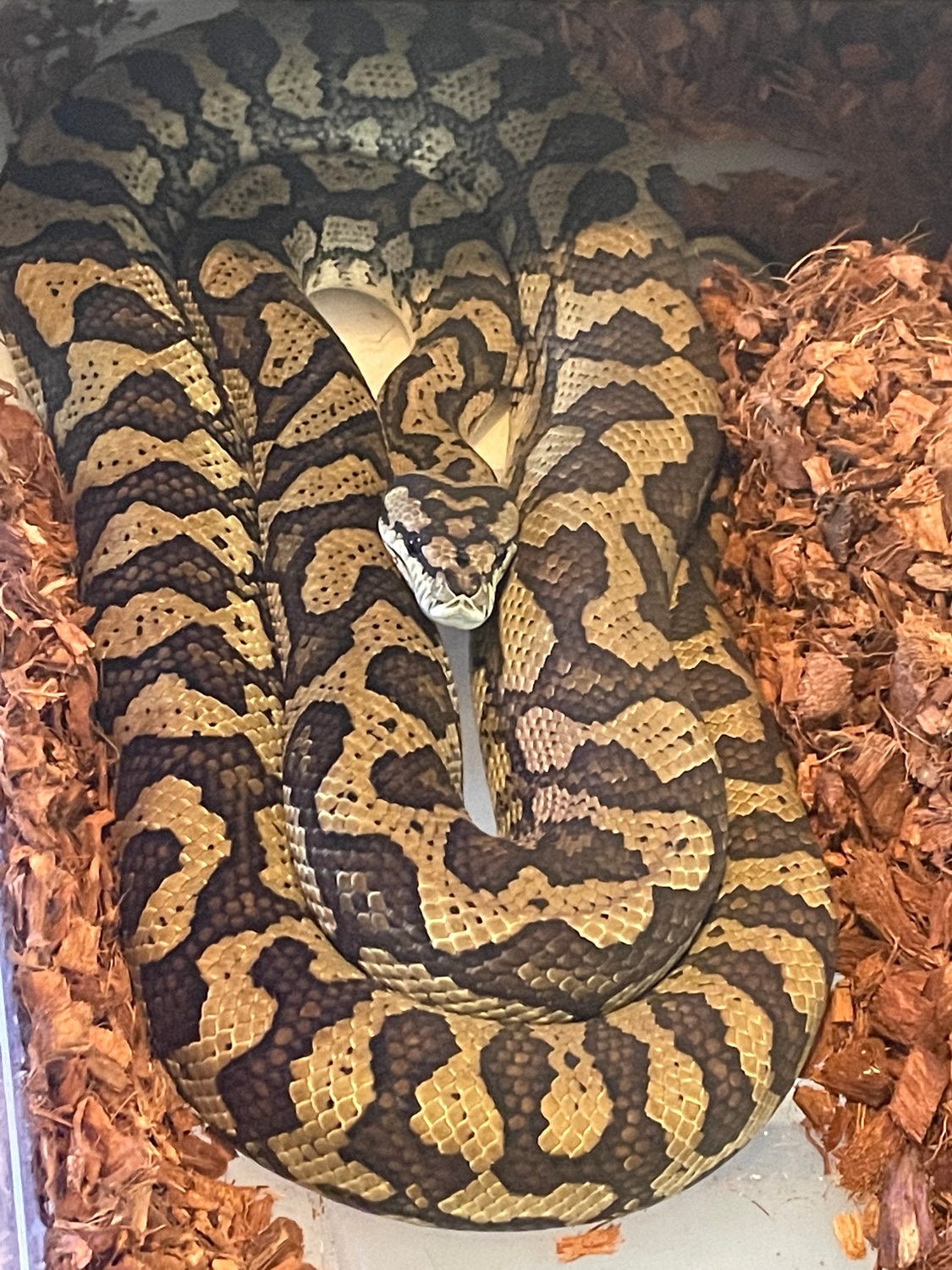 Coastal Carpet Python by Diesel Pythons - MorphMarket