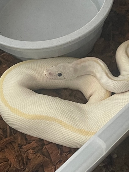 Super Russo PROVEN Ball Python by Diesel Pythons