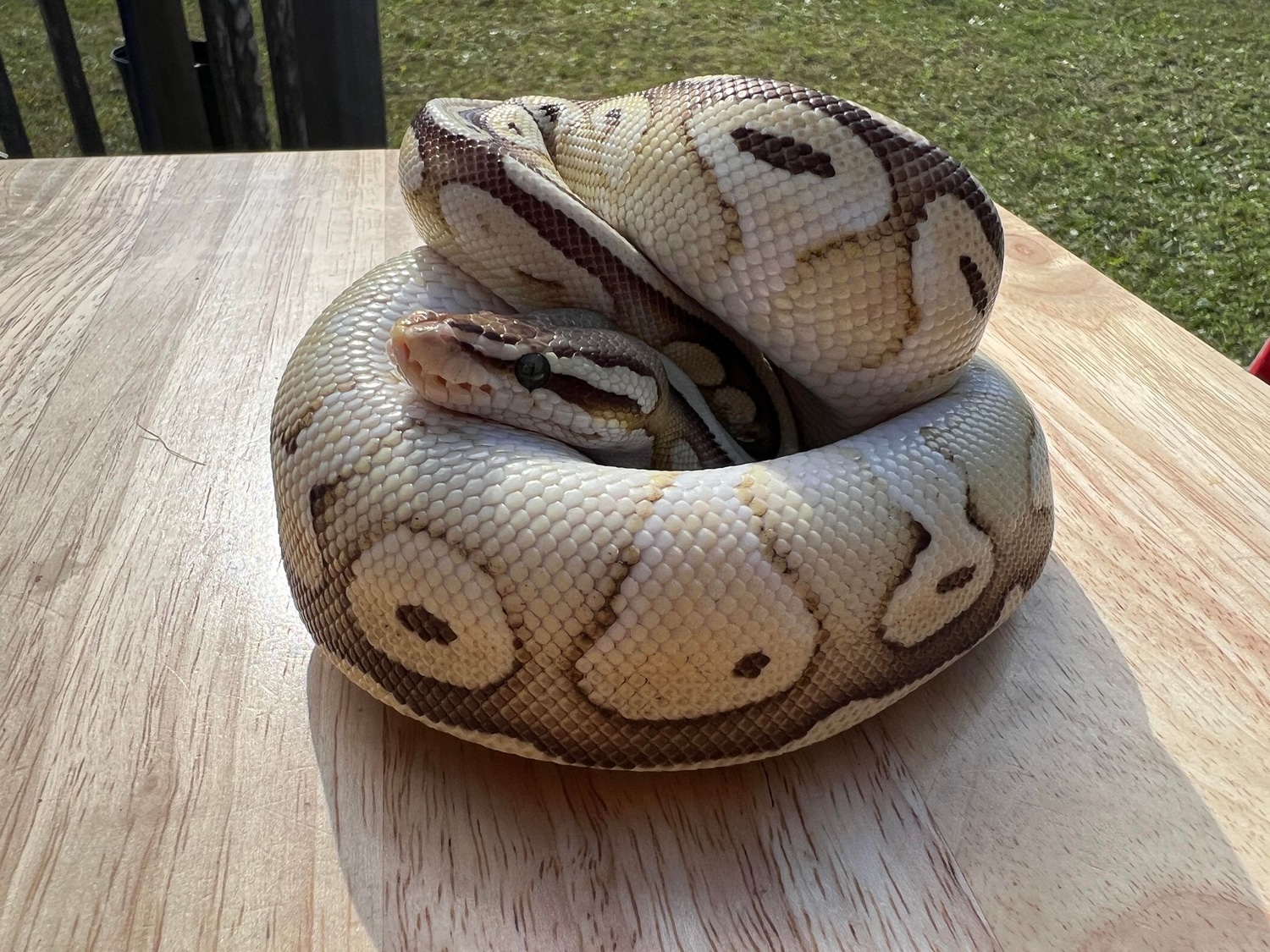 Lesser Pastel 50% Het G-Stripe Ball Python by La Republica de Culebras ...