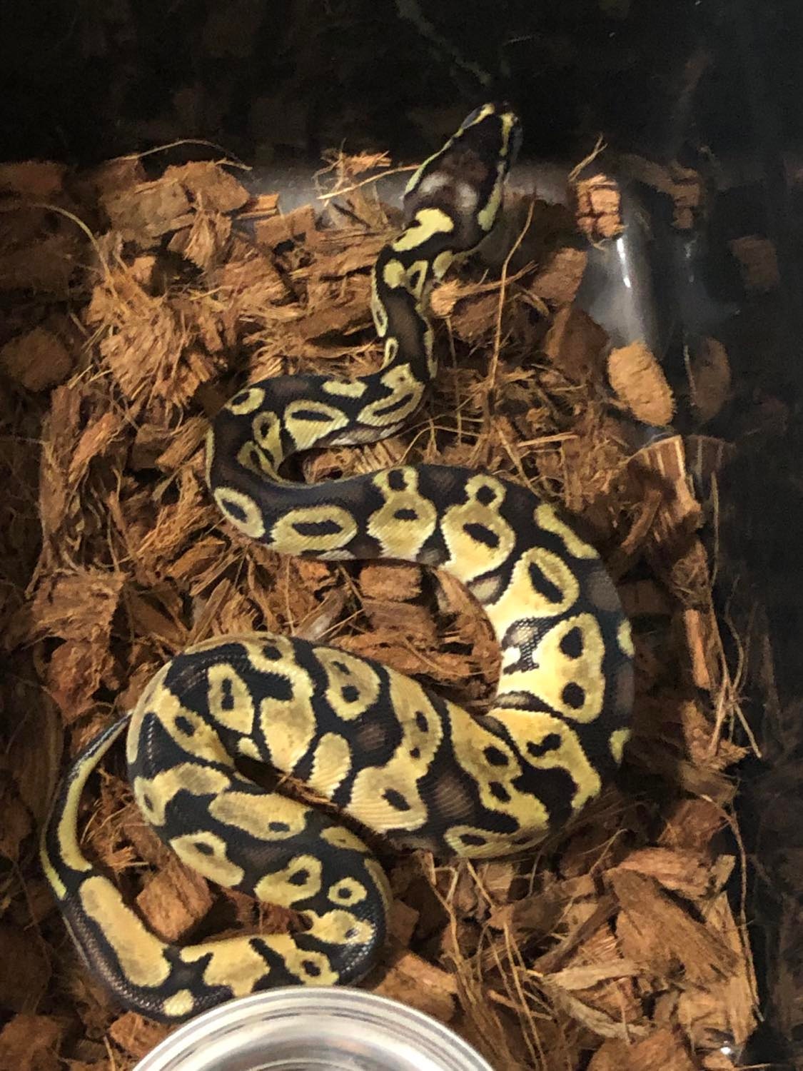 Pastel Het Red Axanthic VPI Ball Python by Aztec Morphs - MorphMarket