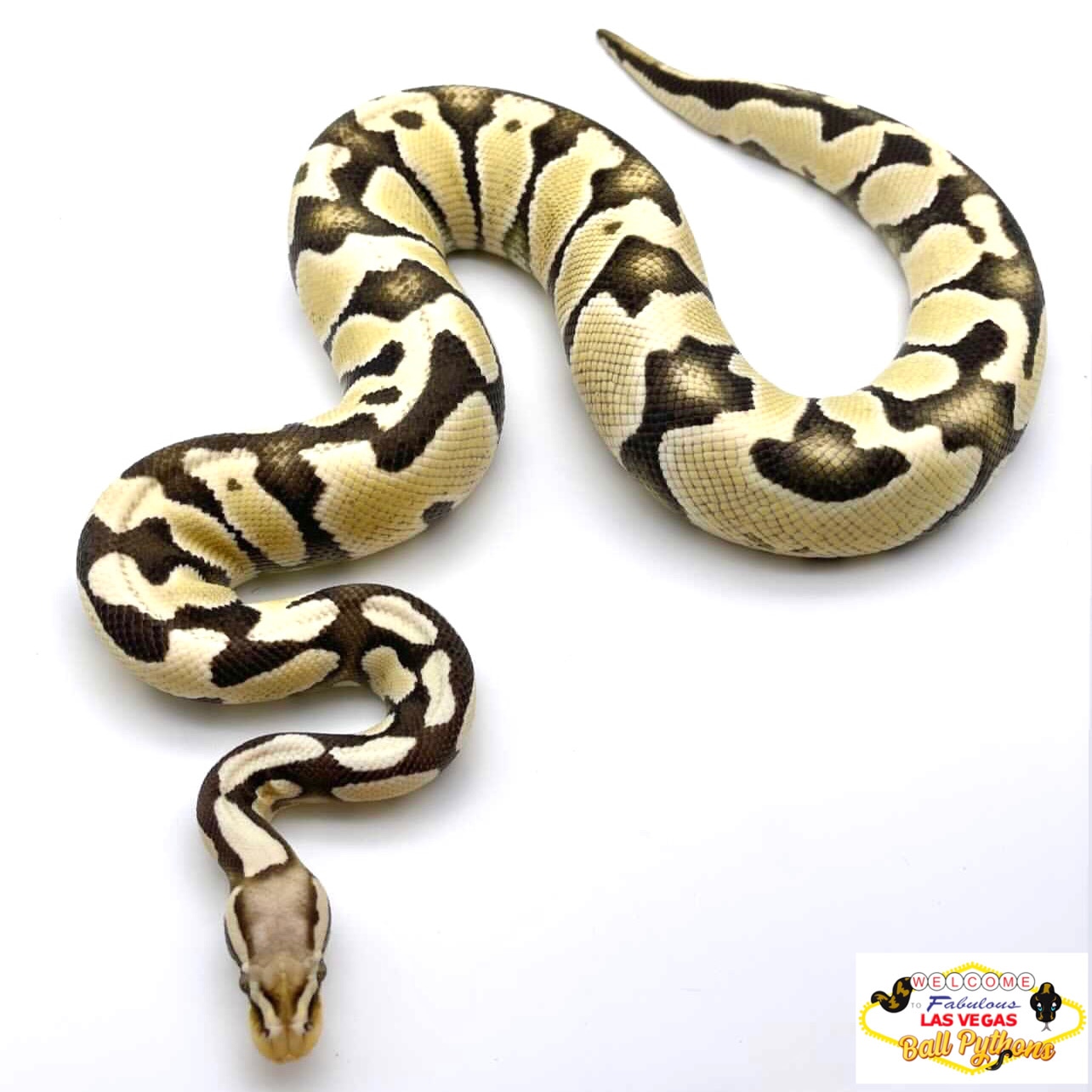 Pastel Desert Ghost Ball Python by Las Vegas Ball Pythons MorphMarket