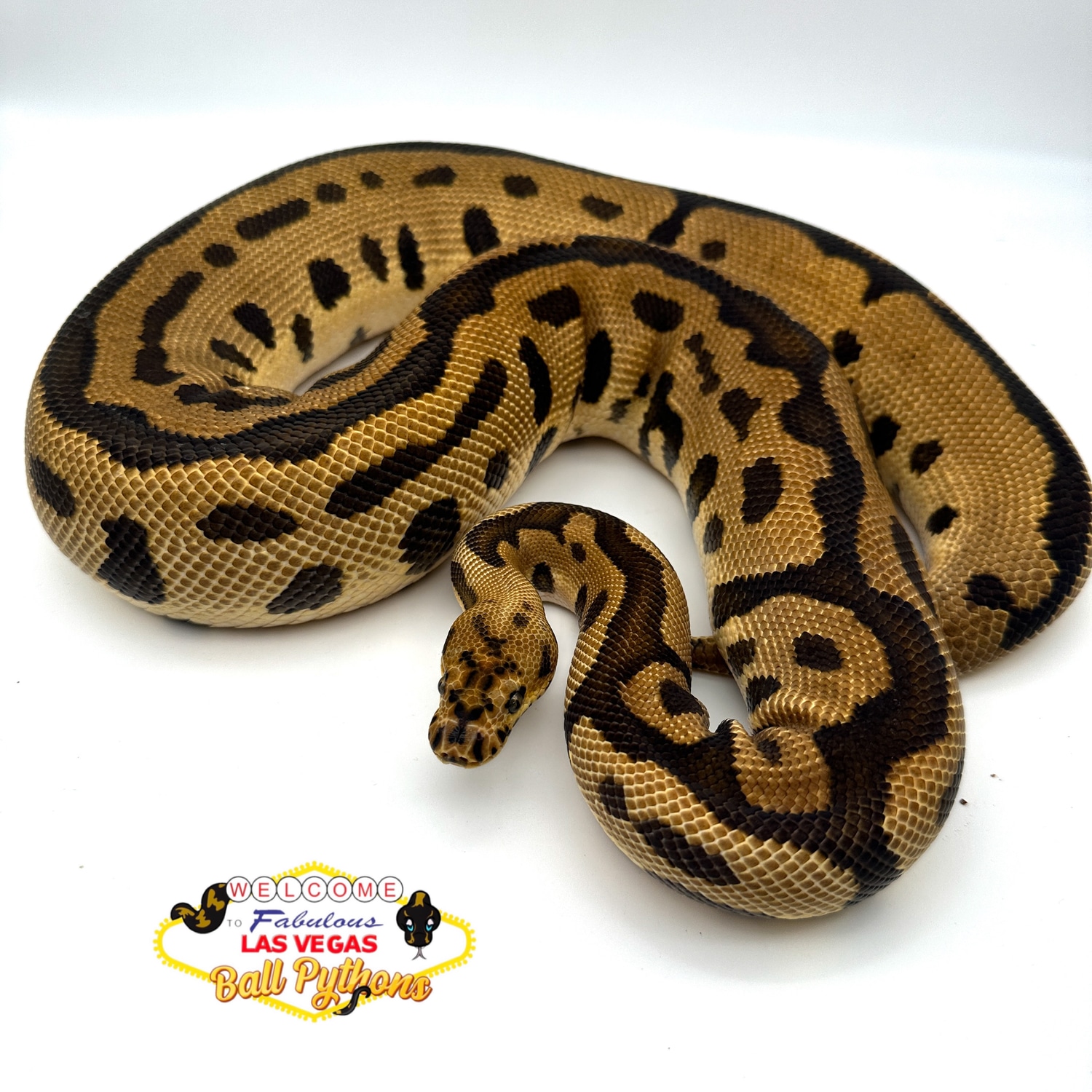 Batman Pos Fire Ball Python by Las Vegas Ball Pythons - MorphMarket