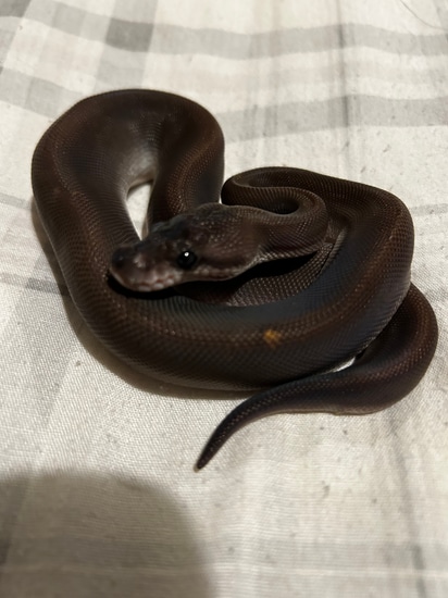8 Ball Ball Python by Laura’s royals