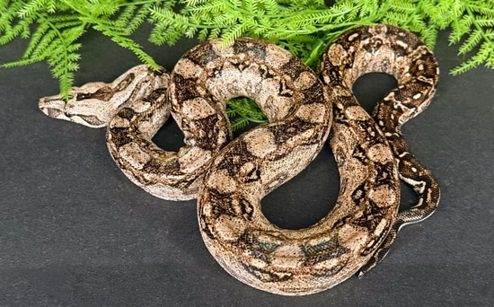 Pure Tarahumara Dwarf Boa Boa Constrictor by Southern Scales Exotics