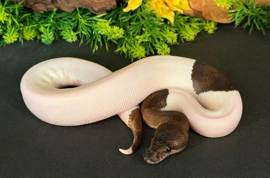 Suma Pied 🔥1/2 OFF🔥 Ball Python by Southern Scales Exotics
