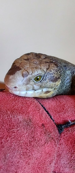 Captive Breeding Prehensile Tailed Skinks Reference: Prehensile Tail Skink Captive Bred Monkey Tailed Skink By Lauraslizards