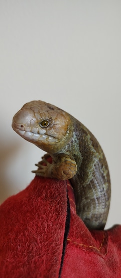 Photo inspiration: Visual Reference: Captive Bred Prehensile Tail Skink Monkey Tailed Skink By Lauraslizards