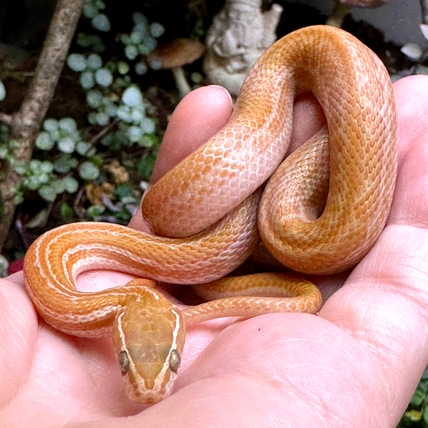 T+ Albino, 66% Het T- & Hypo House Snake