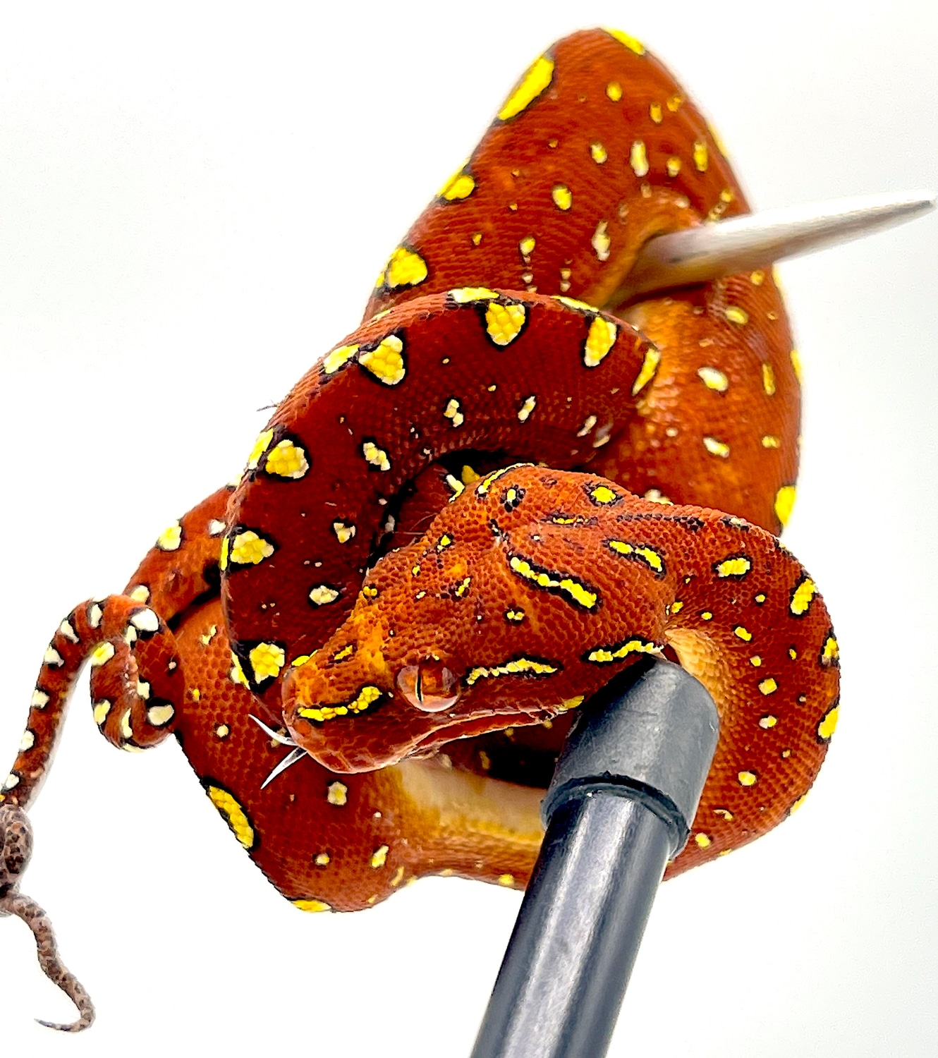 Biak Green Tree Neonate Python (BGTP34) Green Tree Python by Reptile ...