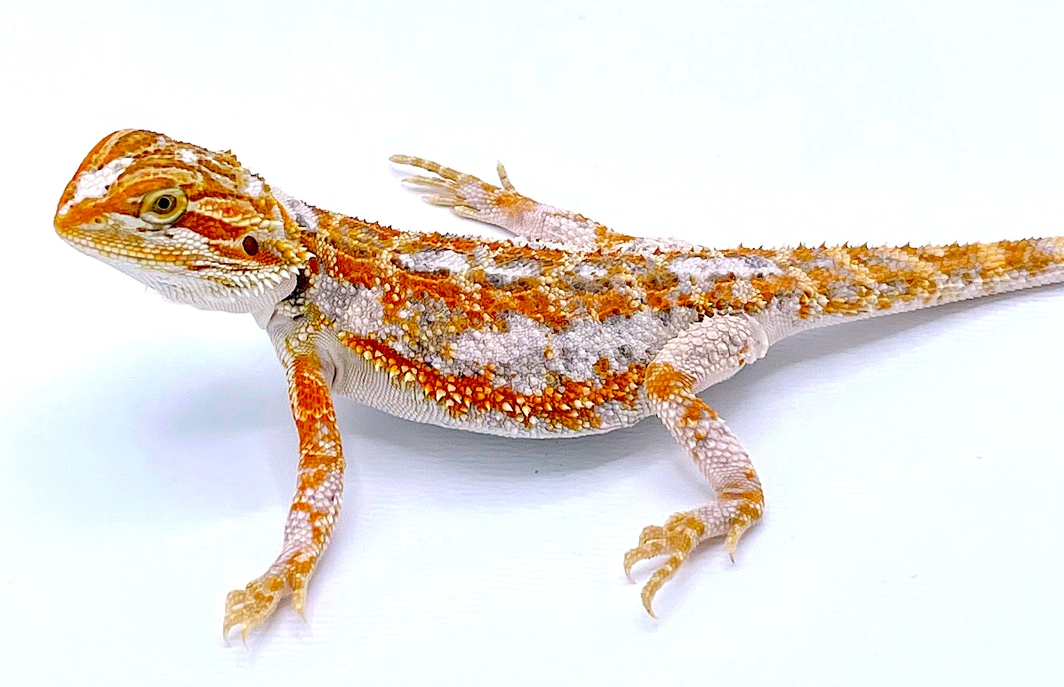 Paradox Bearded Dragon Central Bearded Dragon by Reptile Pets Direct - MorphMarket