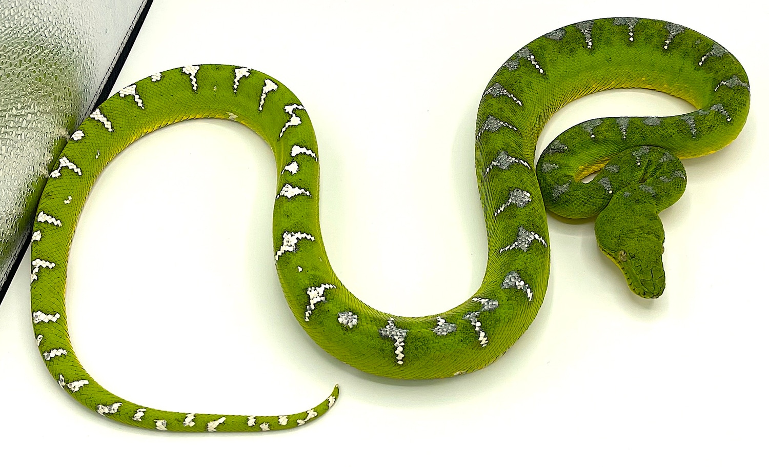 Emerald Tree Boa High White Male (ETBM04) Northern Emerald Tree Boa by