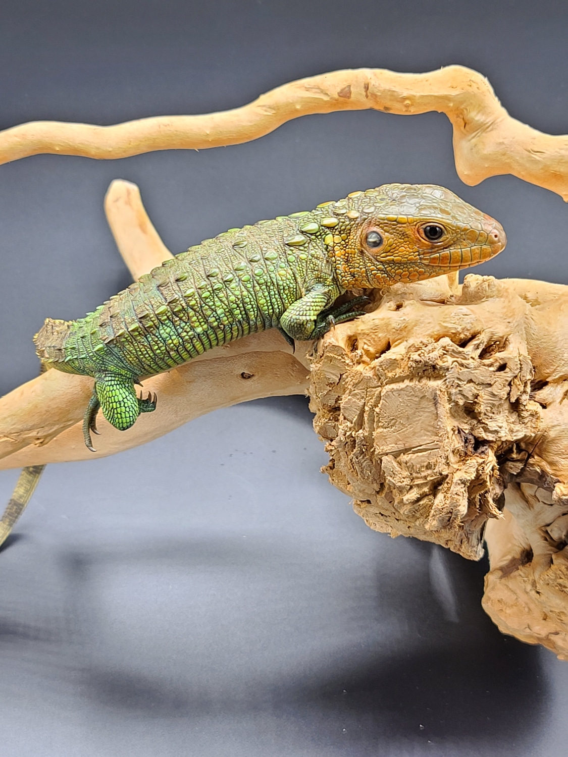 Caiman Lizard More Lizard by Reptile Pets Direct MorphMarket