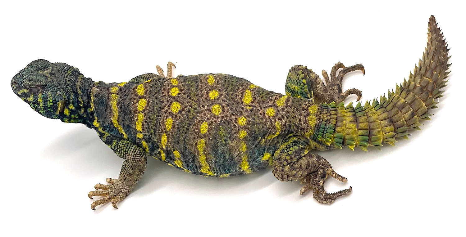 Adult Ornate Pair (AOUP04) Spinytailed Lizard by Reptile Pets Direct